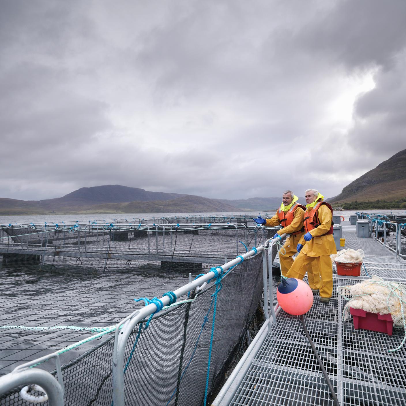 PAS 1550 - Men working at hand reared Scottish salmon farm on sea loch